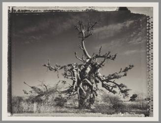 Baobab #4, Mali
