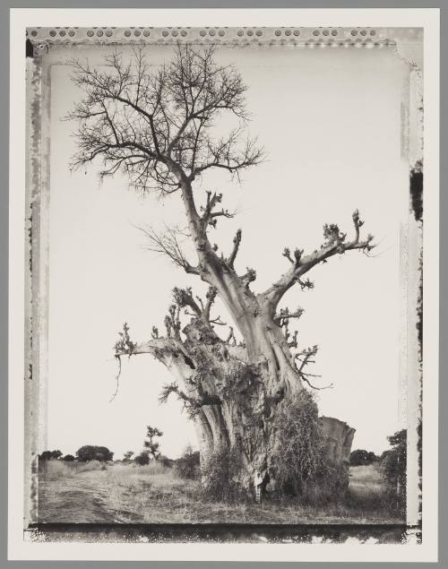 Baobab #6, Mali