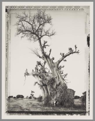 Baobab #6, Mali
